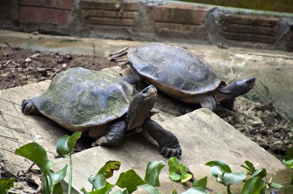 tortue