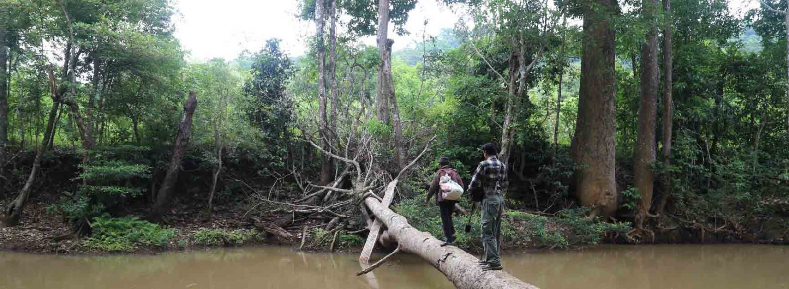 Faire du trekking dans la jungle 