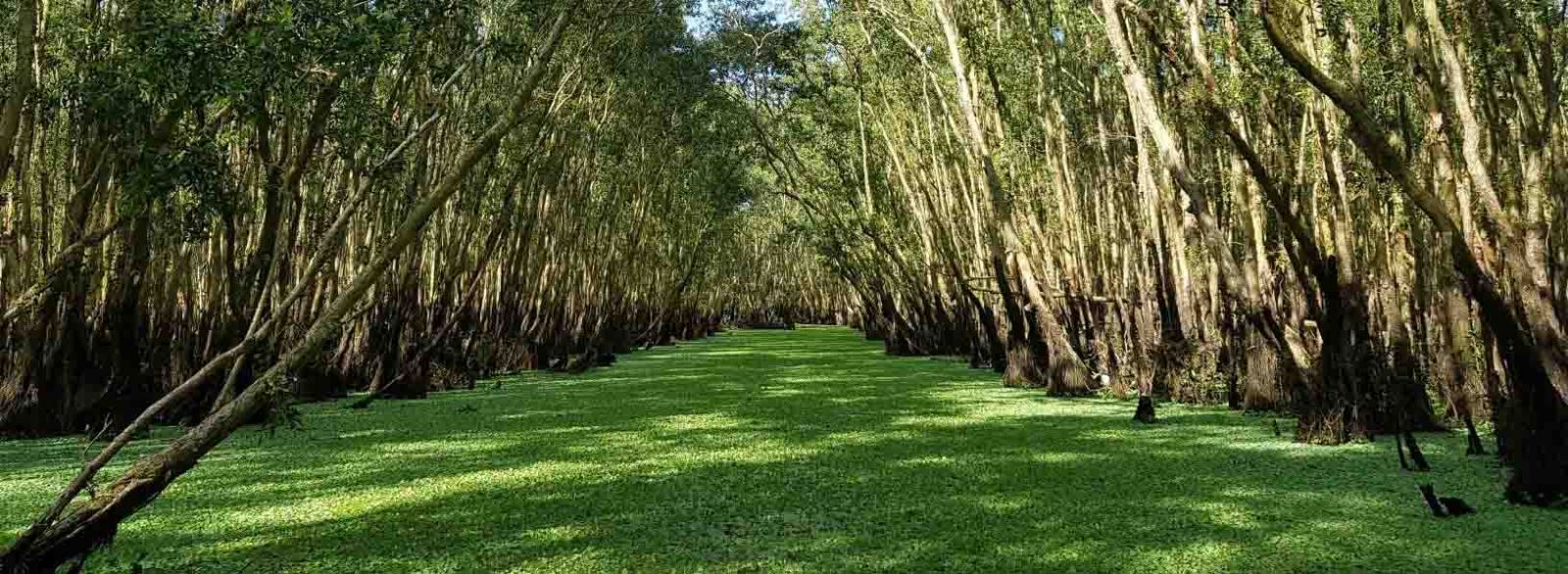 La forêt de cajeputiers de Tra Su