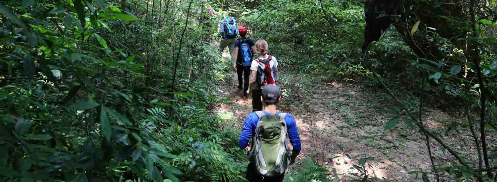 Effectuer un circuit de randonnée dans les forêts primitives